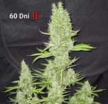 ‼️ 50szt AUTO Lemon Haze 60 dni THC Nasiona Marihuany Konopie indyjski