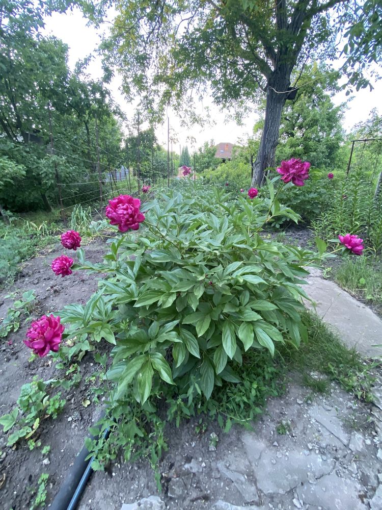 Великий кущ півонії