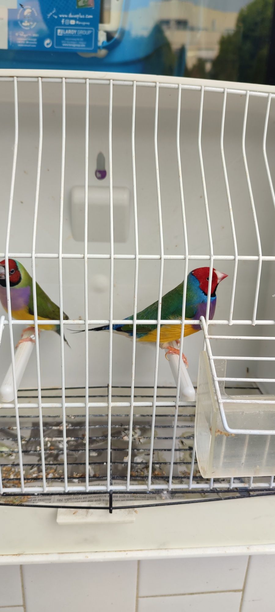 Diamantes de Gould
