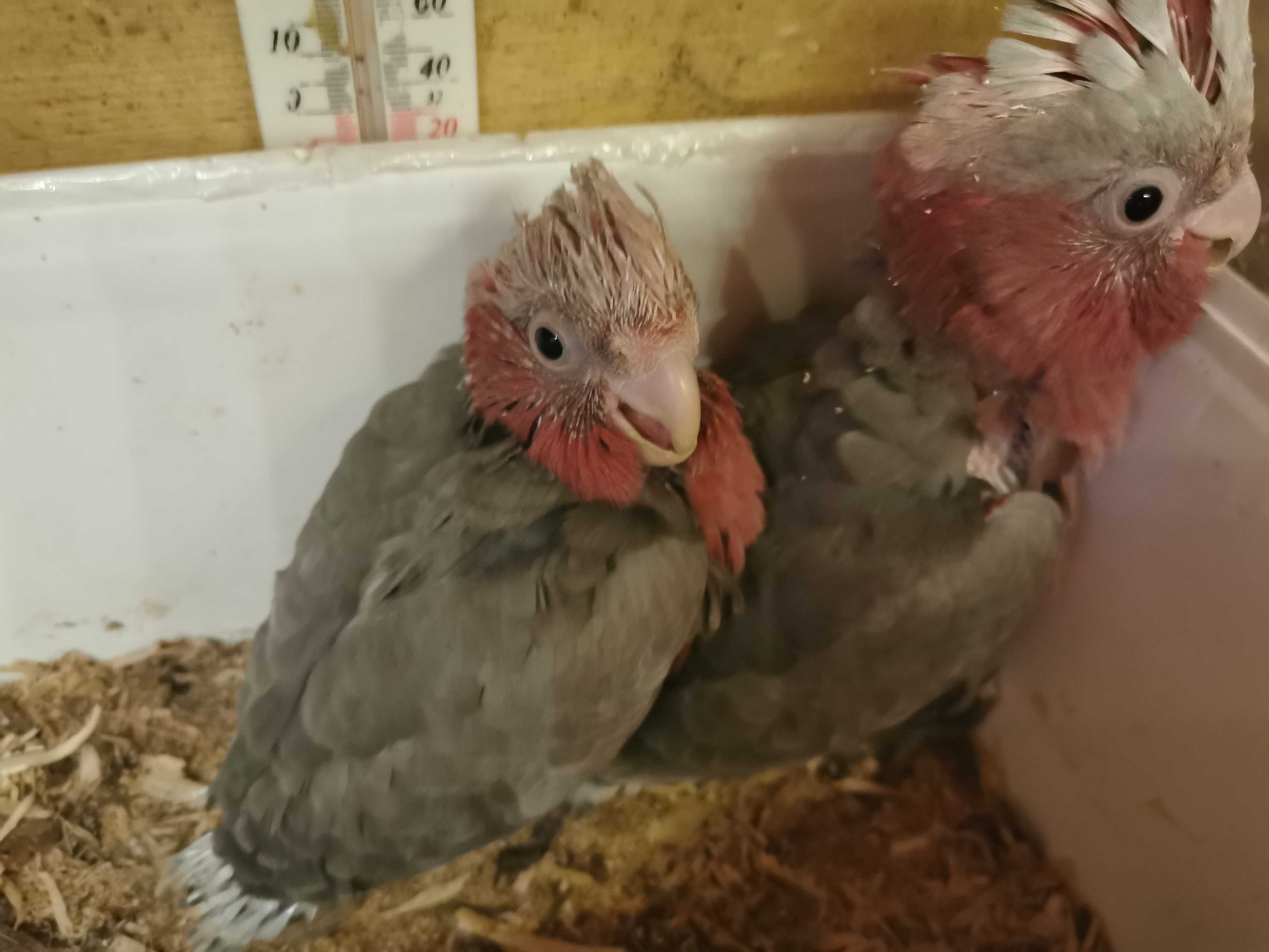 Kakadu Różowe Lutino Goffini Bialooka