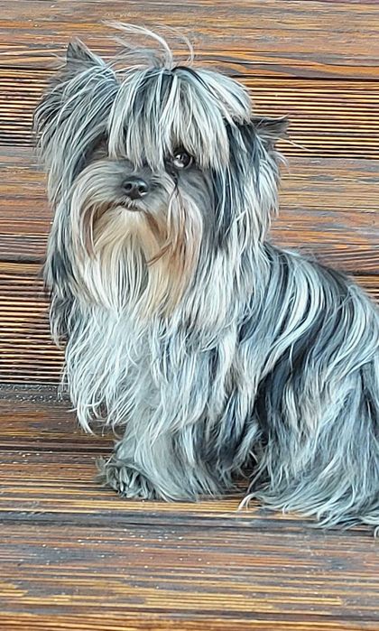 Yorkshire terrier-York Chocoberry