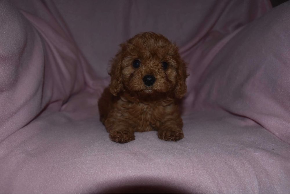 Міні Мальтипу Київ, мікро мальтипу ф1