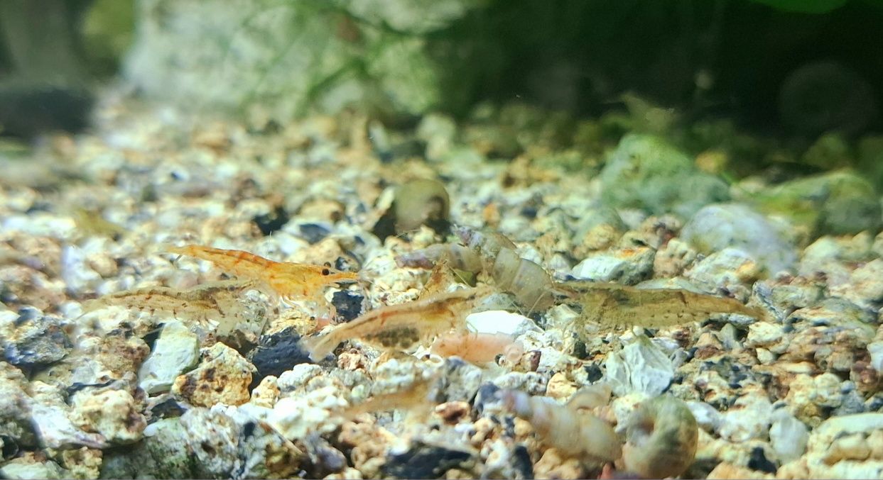 Neocaridina wild e caracóis