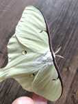 Tropikalny motyl Actias luna