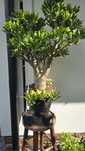 Grubosz Crassula Red Horn