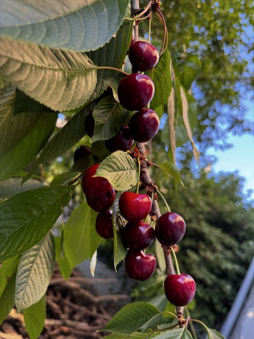 Здам будинок в довгострокову аренду від власника, без комісіі