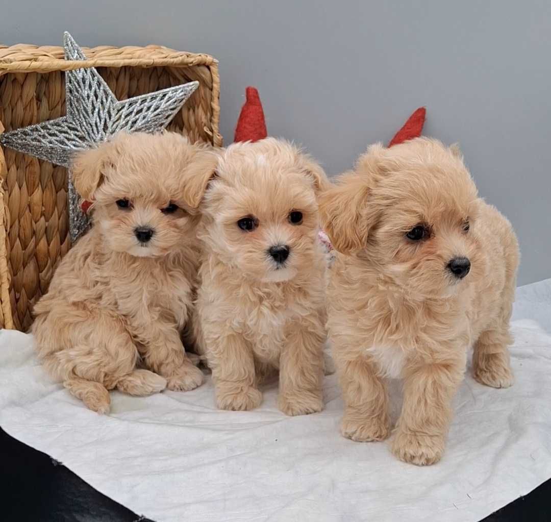 Малюські Mini Maltipoo а Києві обирають власників