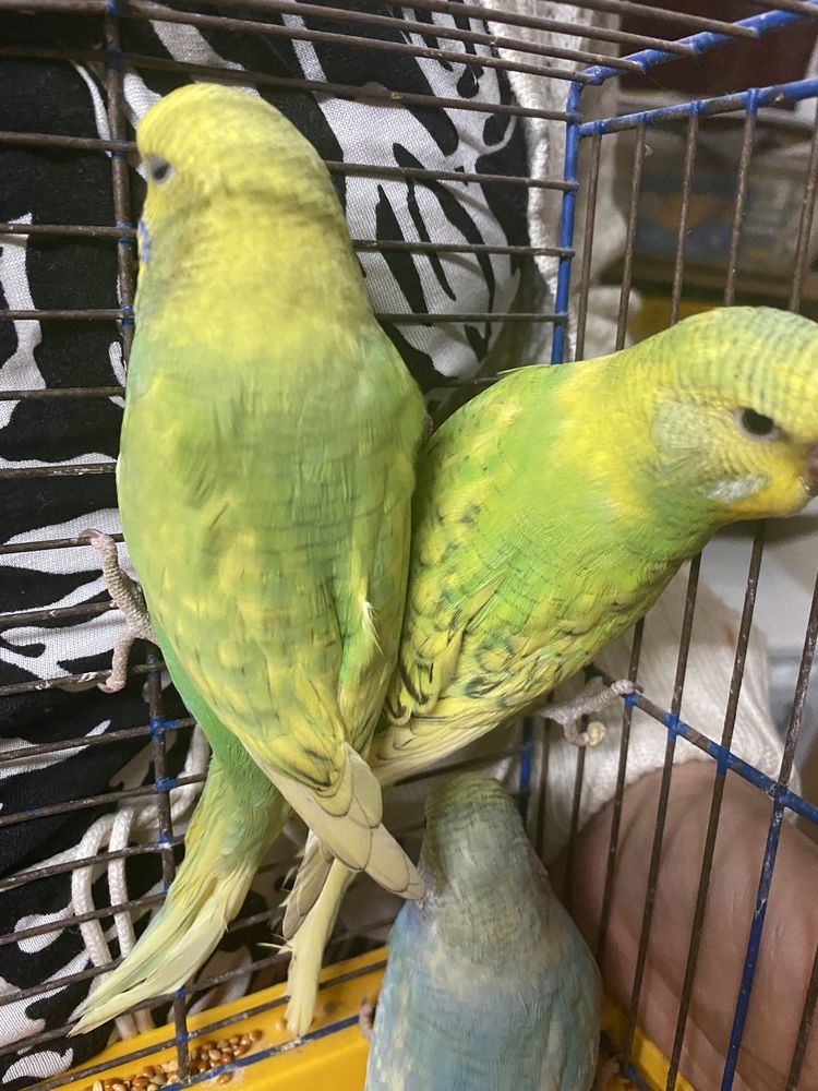 Крупные волнистые попугайчики