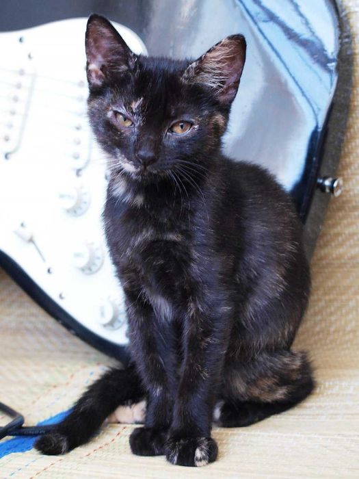 Котенок Джейн ищет дом