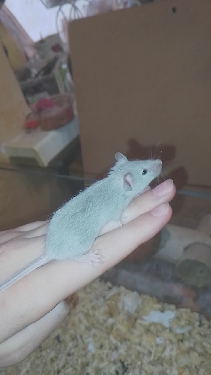 СРОЧНО продам мышат