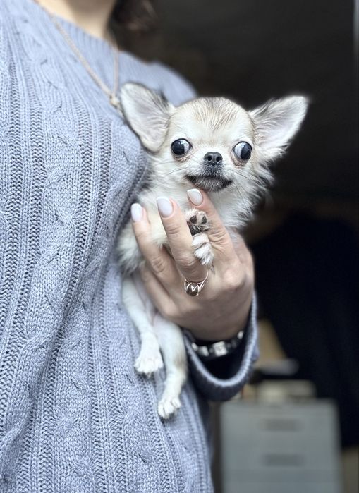 Мікро чіхуа, хлопчик,  КСУ. Розплідник