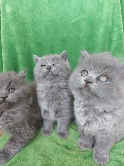 Шотландські кошенята