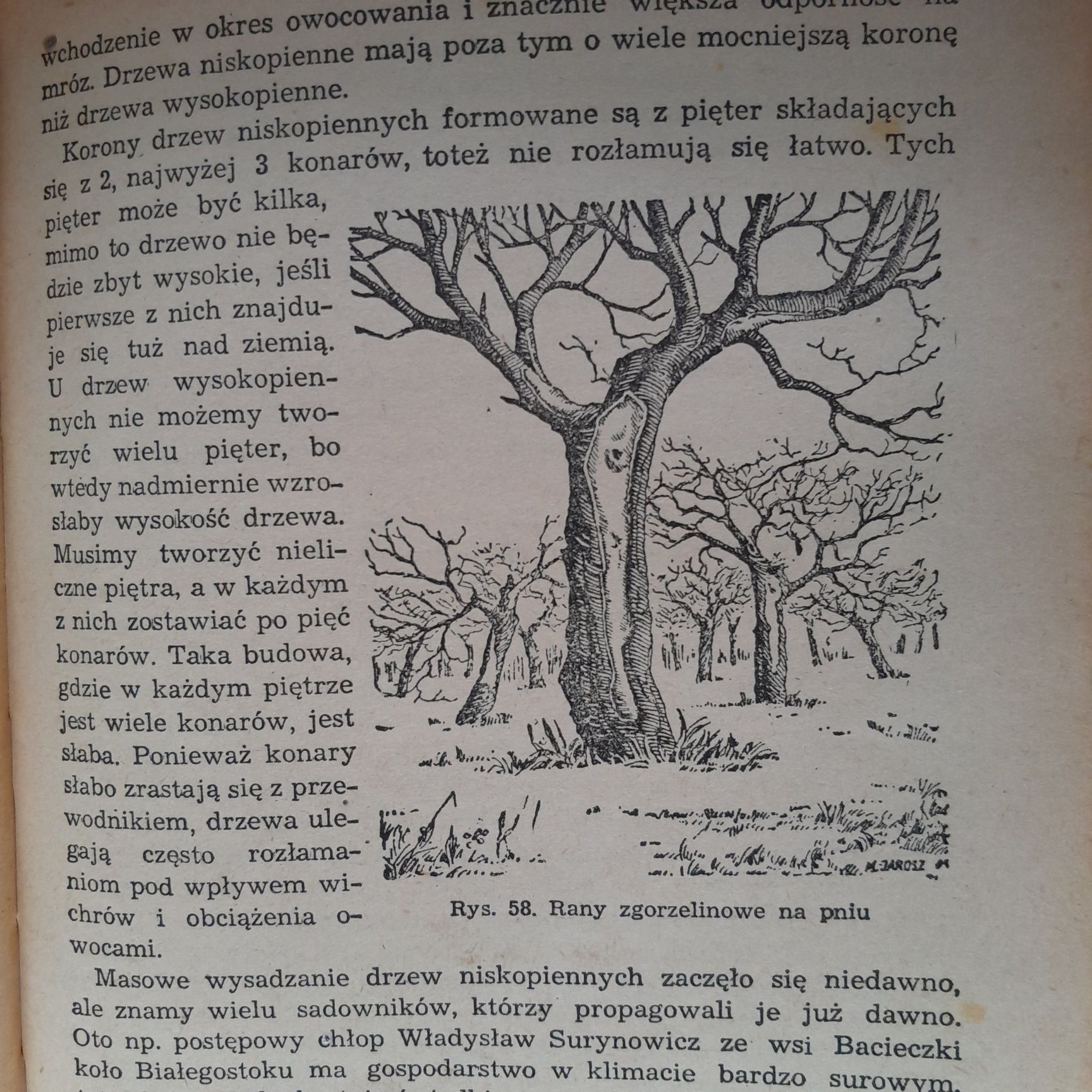 Stary Poradnik Ogrodniczy 1955 stare odmiany drzew