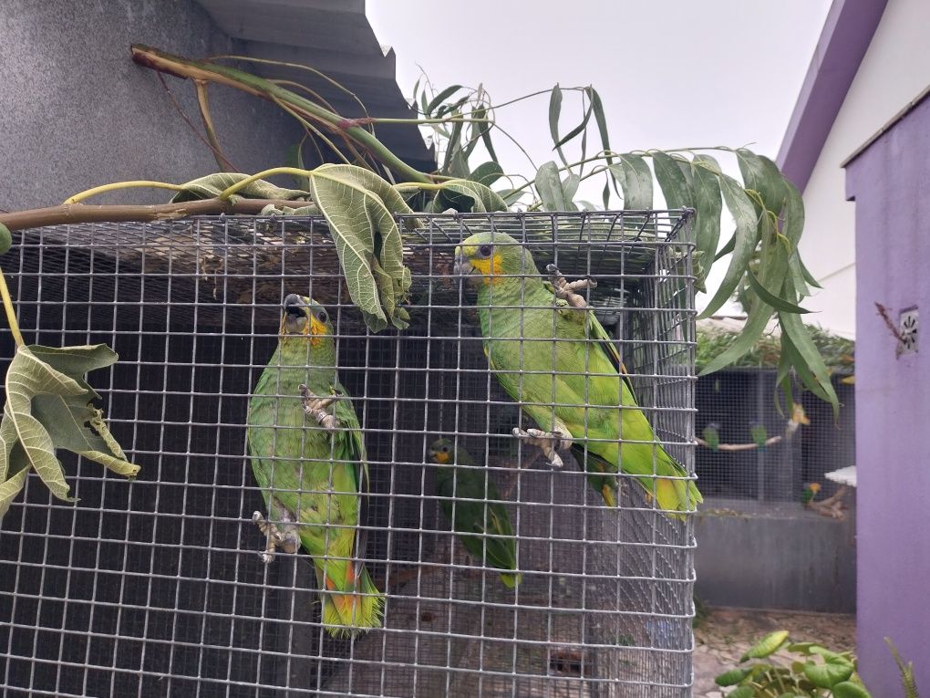 Pionus maximiliani fêmeas