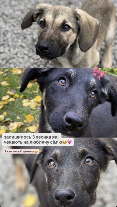 Віддамо в хороші руки цуценят , собачку, вірного друга безкоштовно