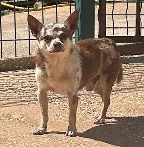 Chihuahua Macho Adulto Branco e Castanho