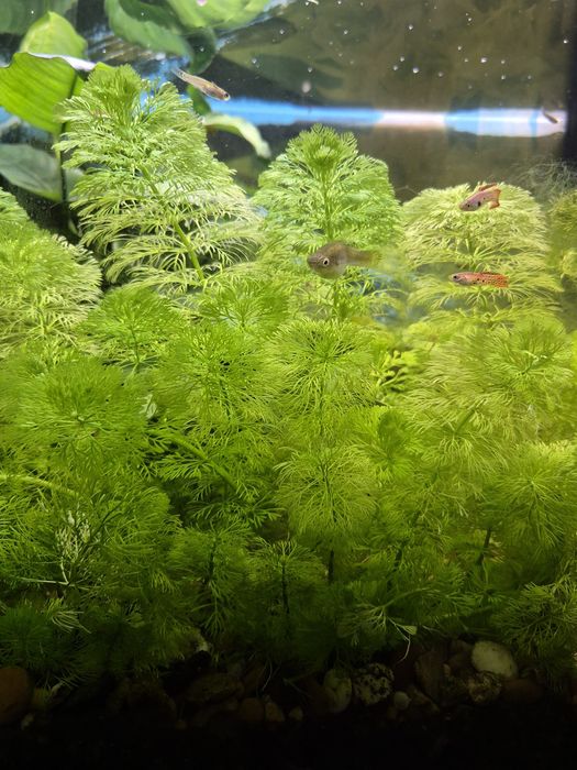 Guppys e plantas aquáticas
