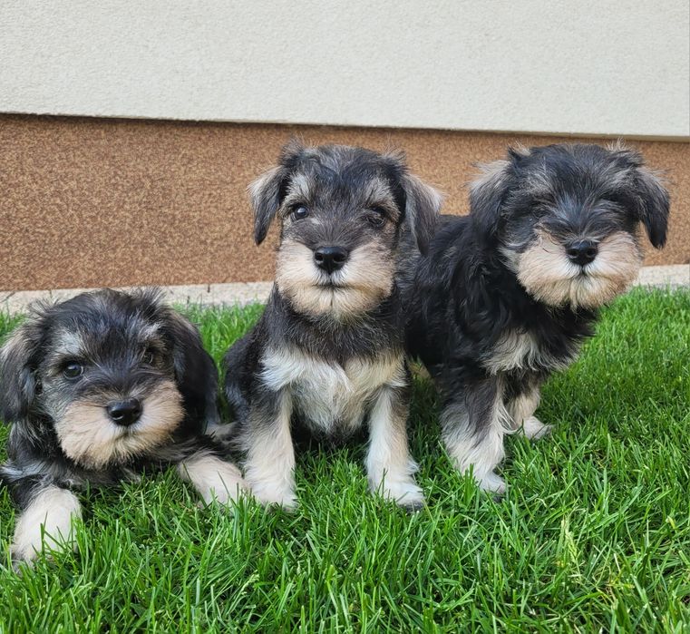 Sznaucer Miniaturowy Śliczny