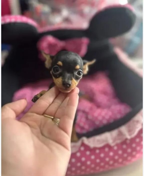 Pinscher miniatura menino