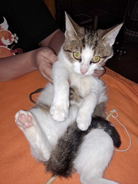 Drobniutka 2 kg koteczka do adopcji