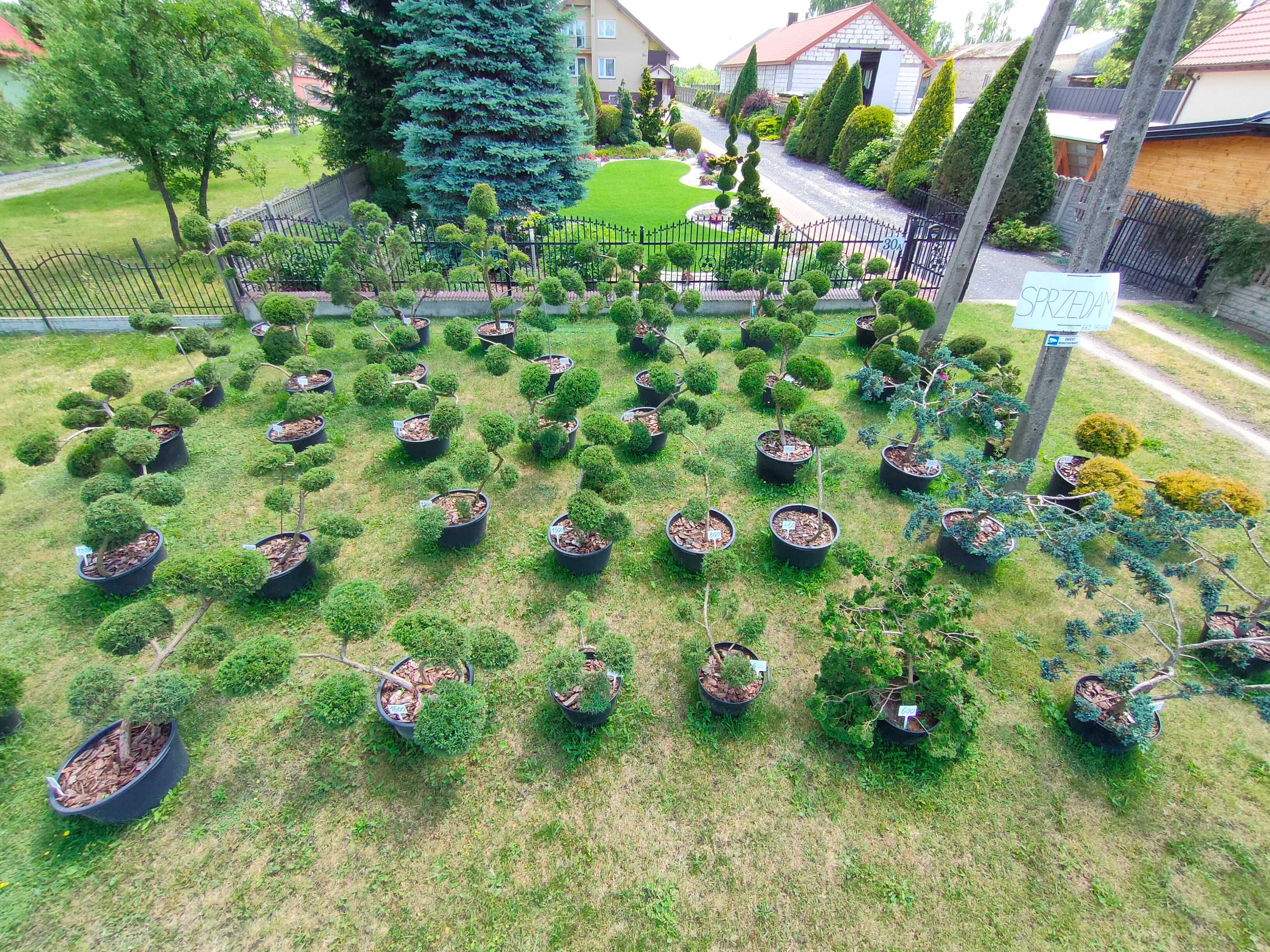 BONSAI NIWAKI Krzewy Formowane Przy Zakupie WSZYSTKICH 40% RABATU