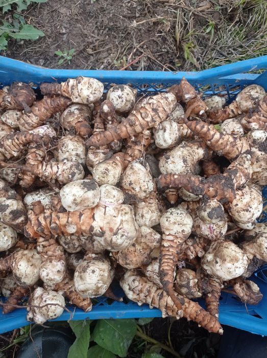 Топинамбур земляна груша на посадку і для їжі сорт київський білий