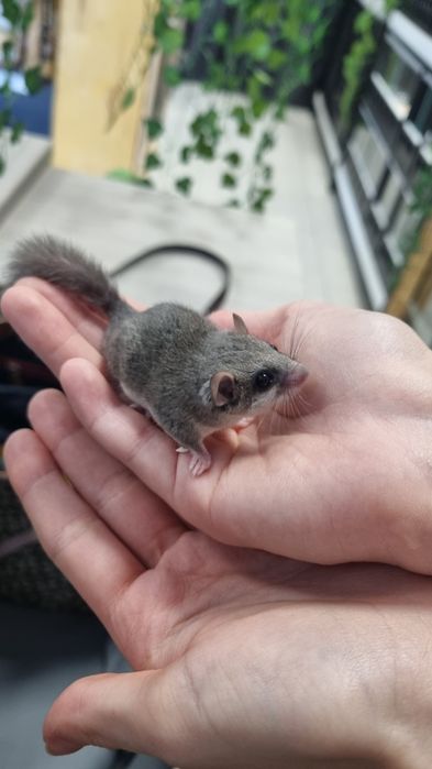 Popielica Afrykańska