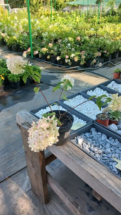 Гортензія волотиста, метельчастая