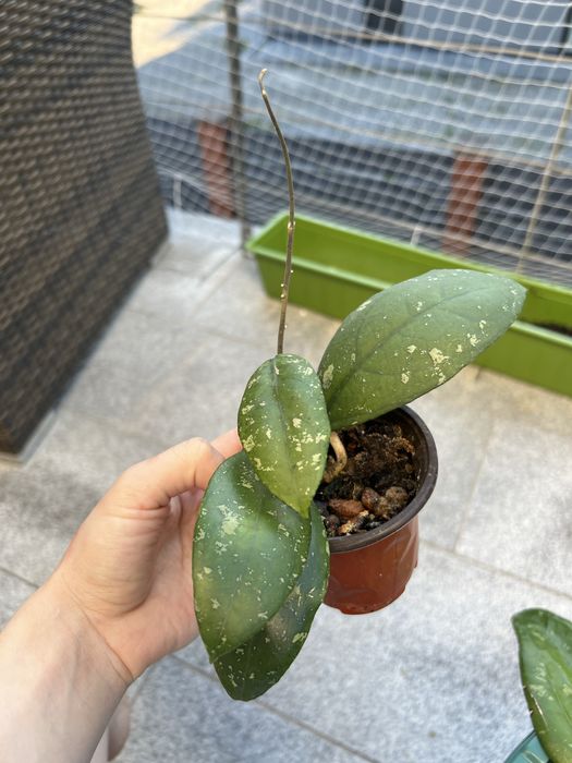 Hoja hoya Vitellima ImL 1348