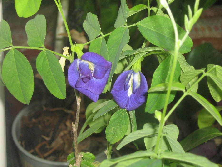 Семена клитории (Clitoria ternatea) домашние