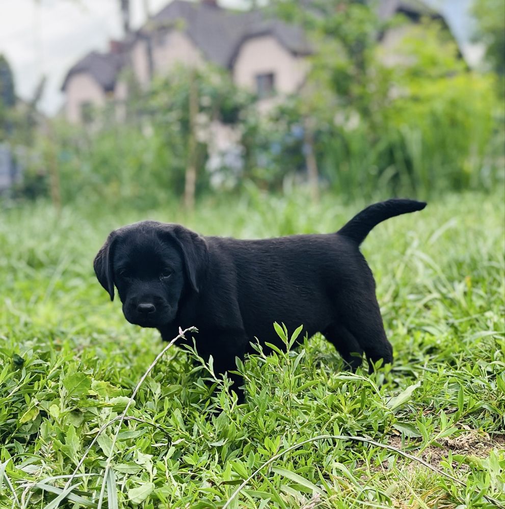Labrador Retriever czarny piesek ZKwP/FCI