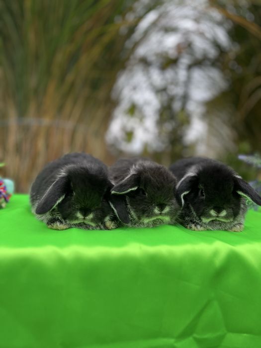 NHD.кролики карликові, мініатюрні
