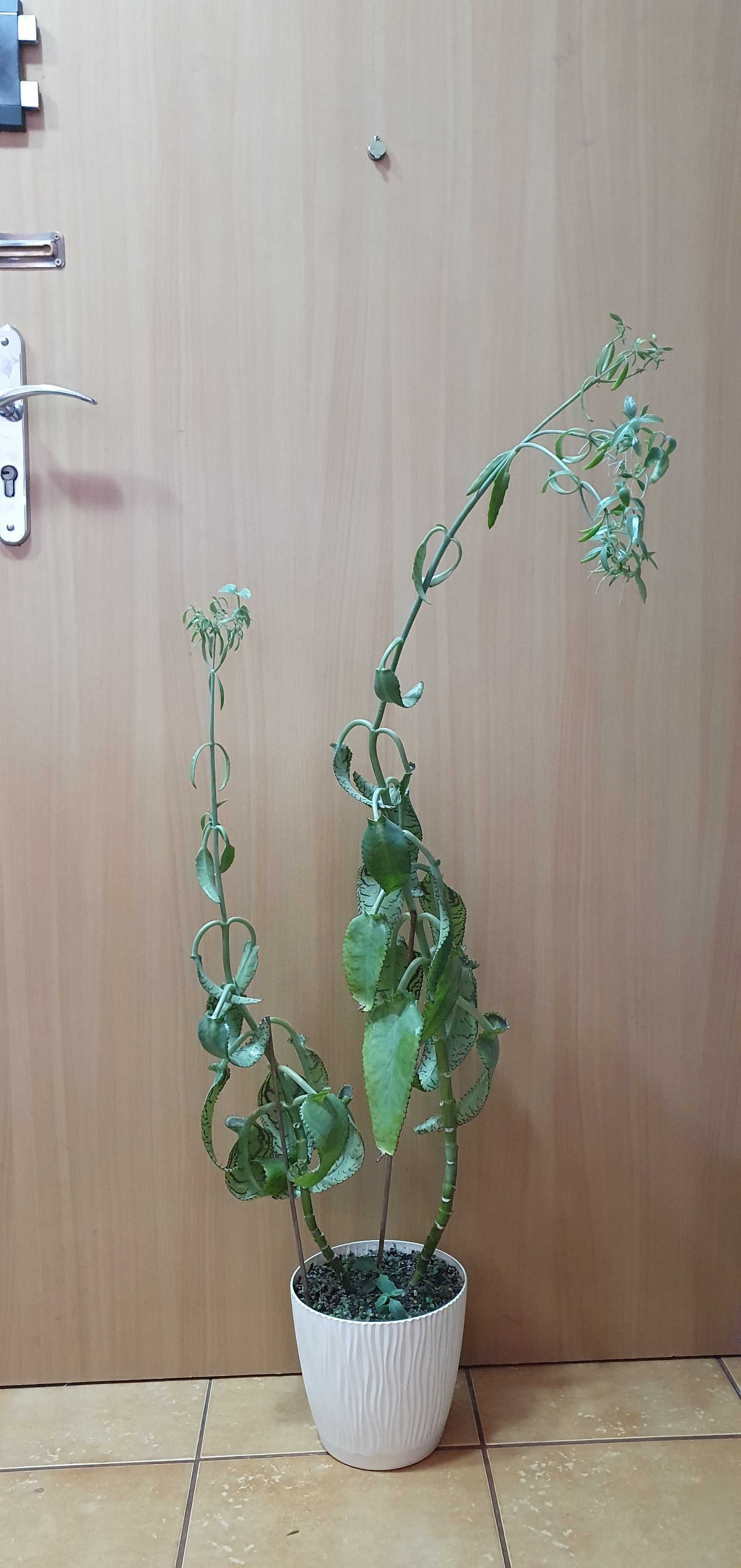 Kalanchoe daigremontiana - Żyworódka Daigremonta