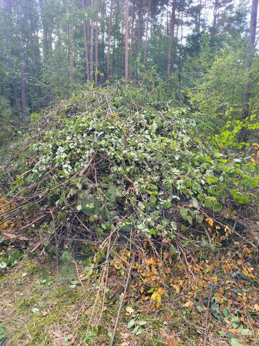 Oddam gałezie za darmo