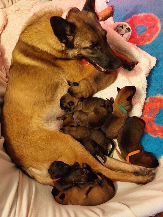 Owczarek Belgijski Malinois Albus Amor ZKWP FCI