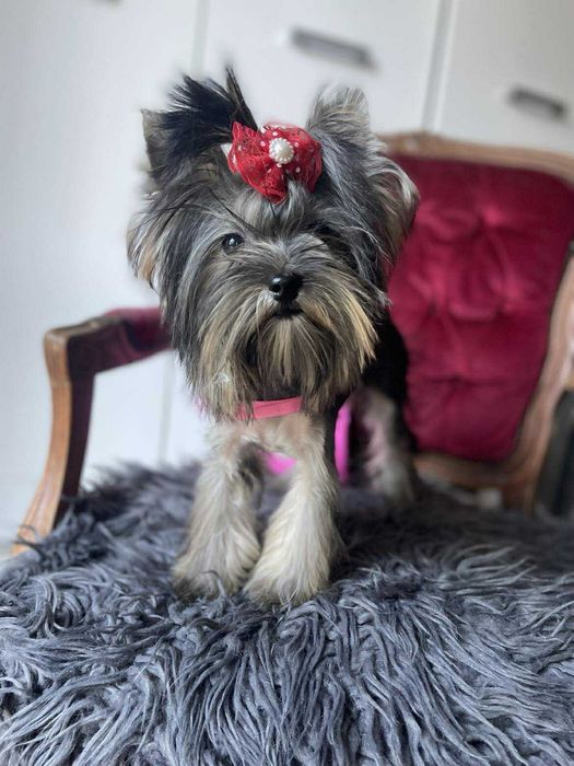 Yorkshire terrier miniaturka suczka Misia