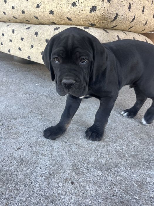 Цуценята cane corso
