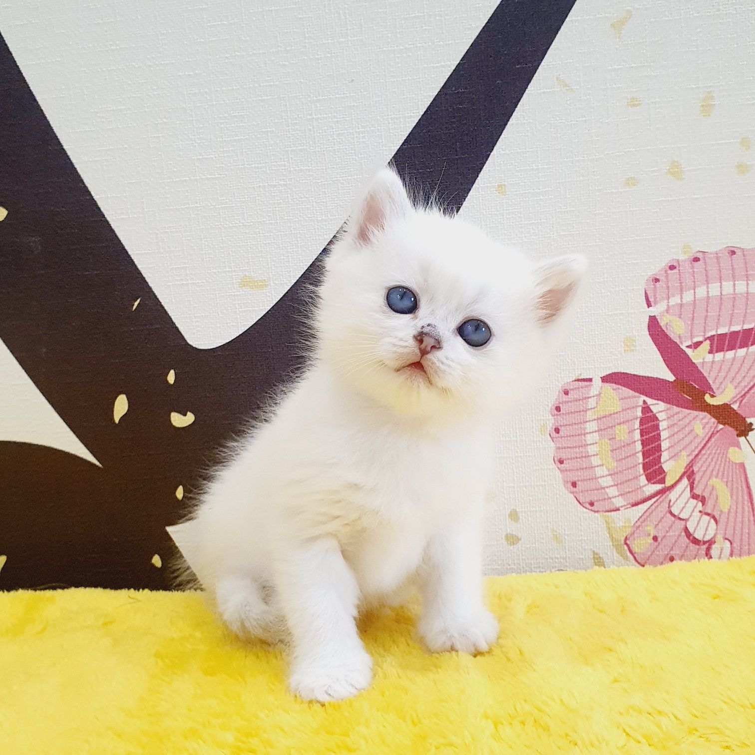Британський котик Отіс з блакитними очима
