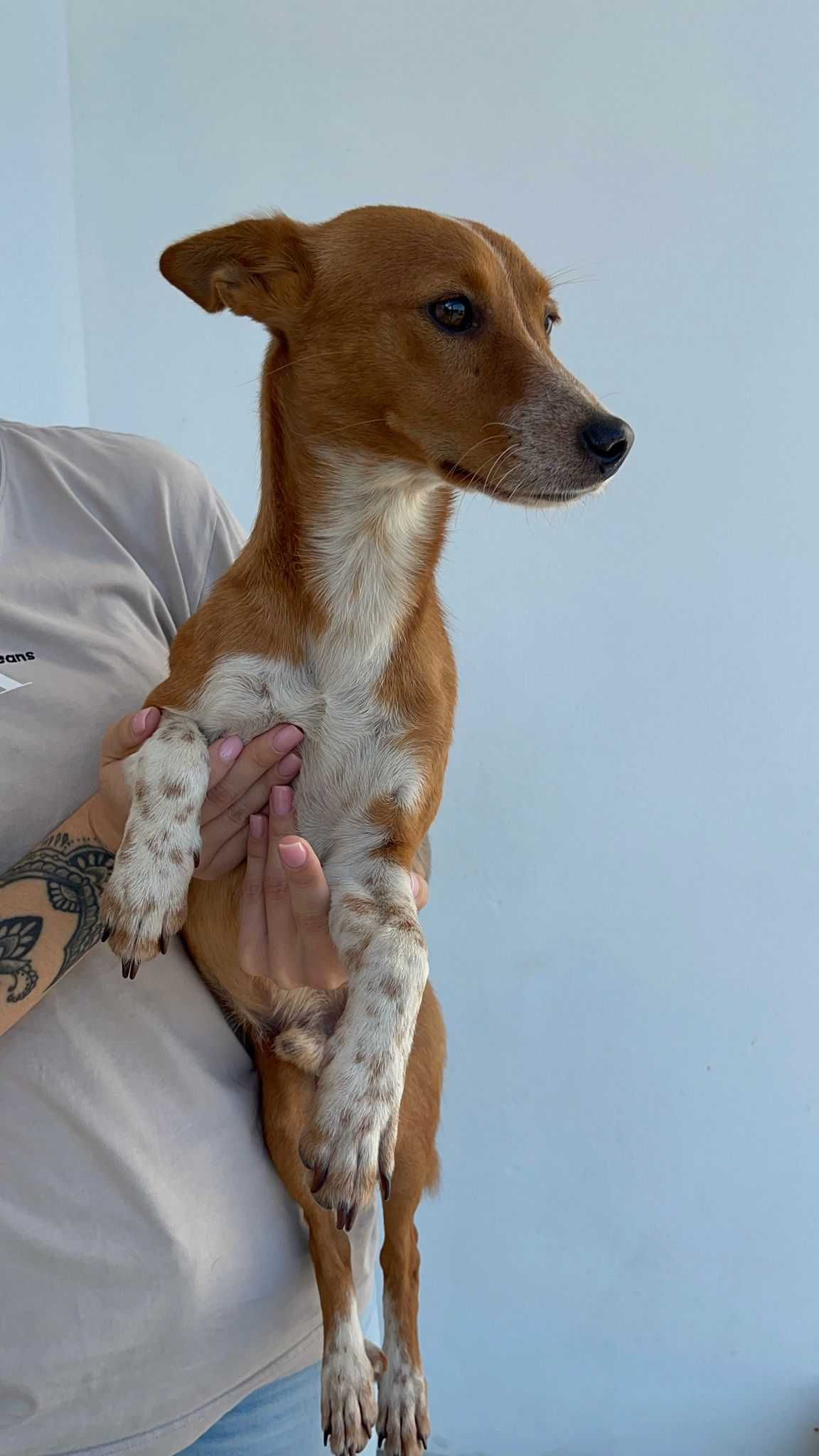 Cão para adoção RESPONSÁVEL