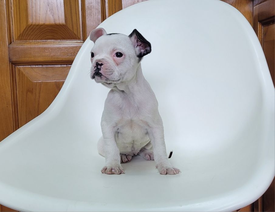 Bulldog femea bebé