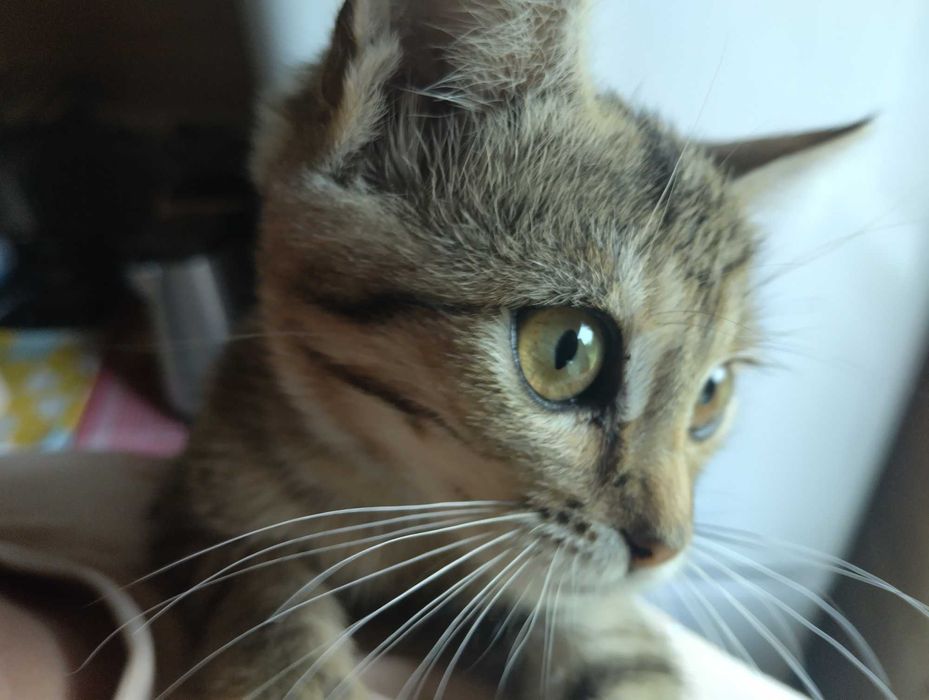 Віддамо грайливу, здорову кішку Мишку