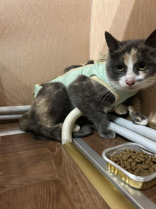 Кішечка молода стерилізована.