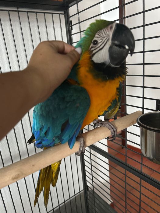 Arara araúna criada á mão