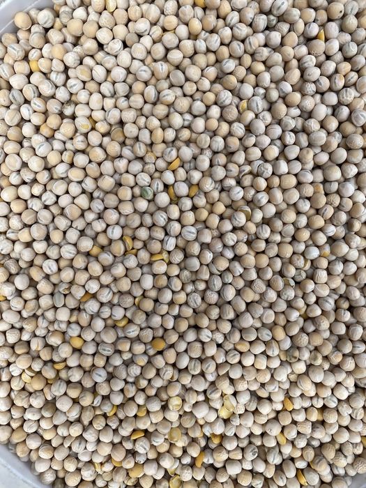 Groch świeży, w workach