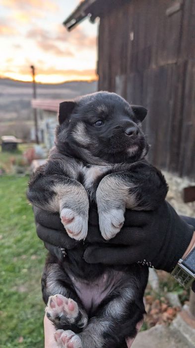 Безкоштовно метис німецька вівчарка шукає найкращу родину