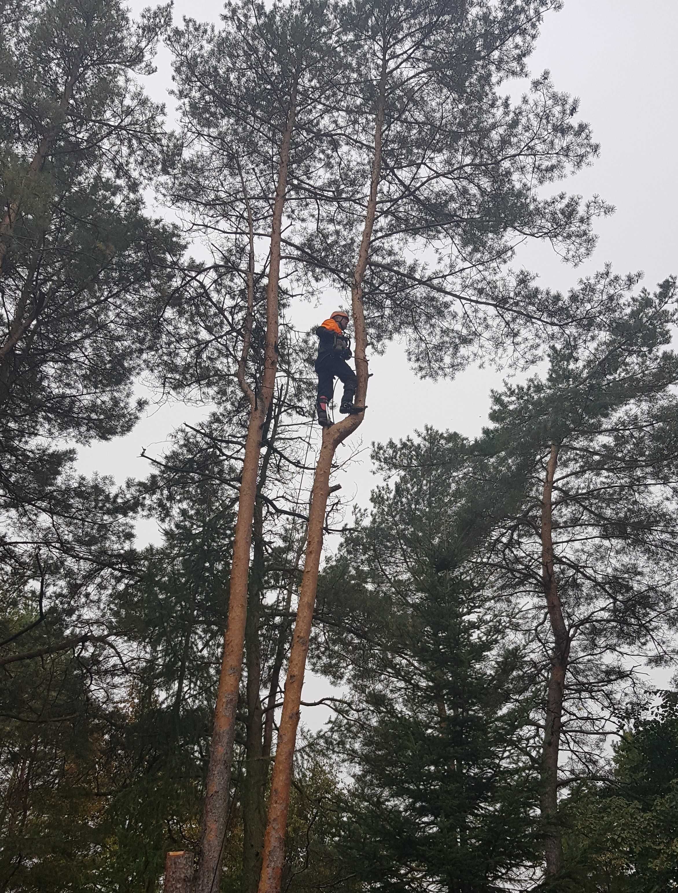 Wynajem Rębak do gałęzi , wywóz gałęzi , wycinka drzew , sprzątanie