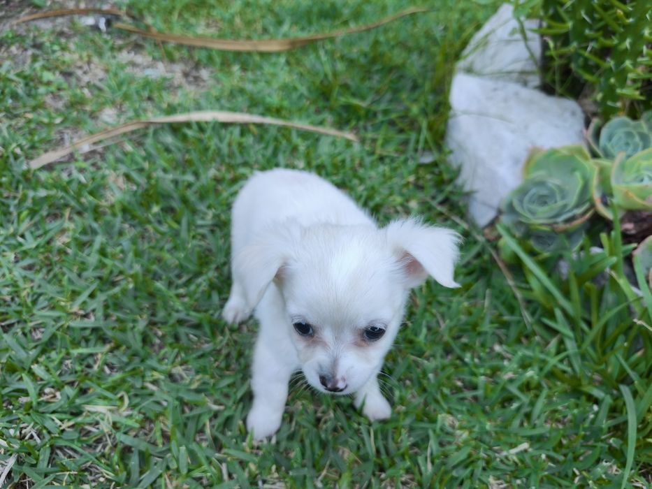 Chihuahua disponível para entrega imediata