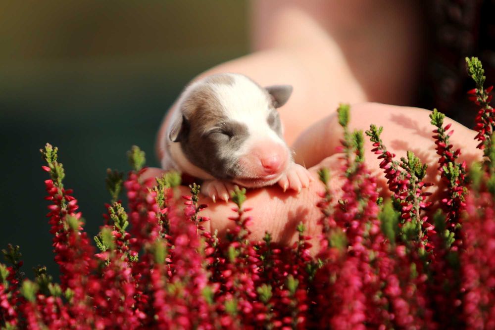 Whippet Chart angielski ZKwP/FCI cudowna sunia ROSZPUNKA