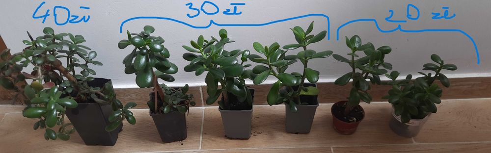 |Grubosz, drzewko szczęścia, wybór jednej z sześciu roslin