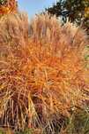 Miskant chiński 'Malepartus' Miscanthus C3 duża doniczka 3L WYSYŁKA